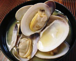 Japanese littleneck clam